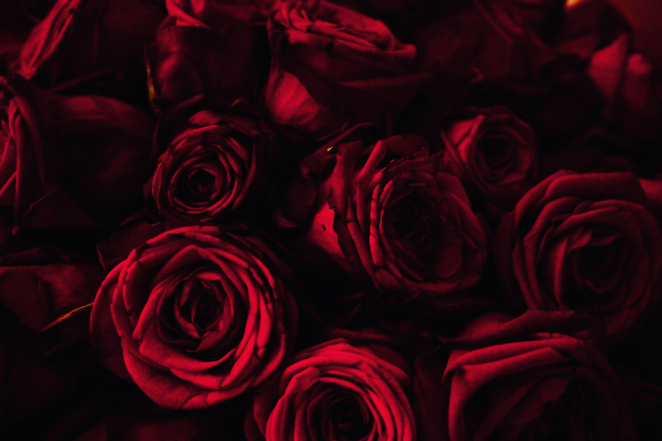 Close-up of Red Roses
